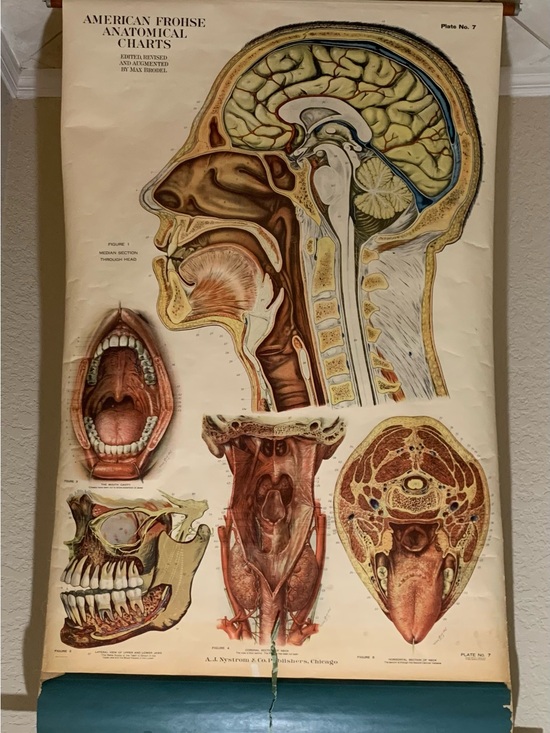 Antique Head and Neck Illustration 1918 Max Brodel Other - Antique American Frohse Anatomical Chart Head and Neck Signed Max Brotel 1919
